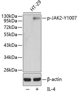 Phospho-JAK2-Y1007 Rabbit pAb