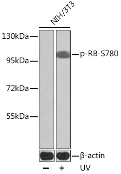 Phospho-RB-S780 Rabbit pAb