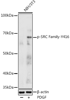 Phospho-SRC Family-Y416 Rabbit pAb