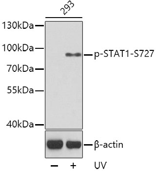 Phospho-STAT1-S727 Rabbit pAb