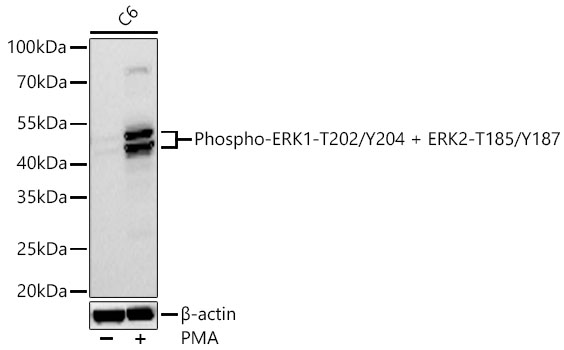 E.R.Kページ p-ERK 1/2 Antibody (12D4) | SCBT - Santa Cruz Biotechnology