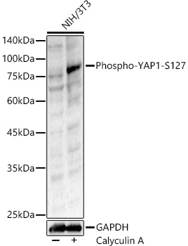 Phospho-YAP1-S127 Rabbit pAb