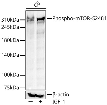 Phospho-mTOR-S2481 Rabbit pAb