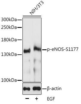 Phospho-eNOS-S1177 Rabbit pAb