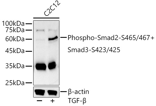 【貴重】adaptoid アダプトイド Phospho-Smad3-S423/S425 Rabbit mAb