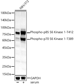 Phospho-p70 S6 Kinase 1-T389 Rabbit pAb