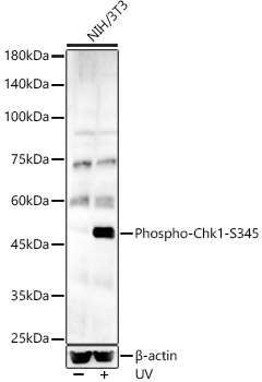 Phospho-Chk1-S345 Rabbit pAb