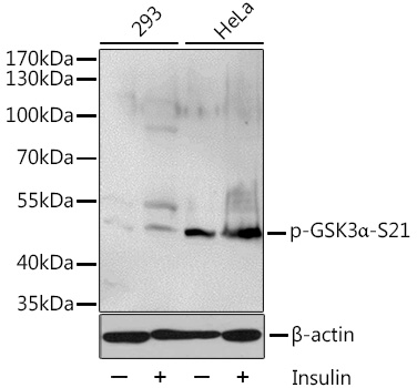 Phospho-GSK3α-S21 Rabbit pAb