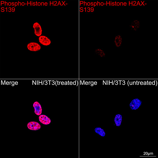 Phospho-Histone H2AX-S139 Rabbit mAb
