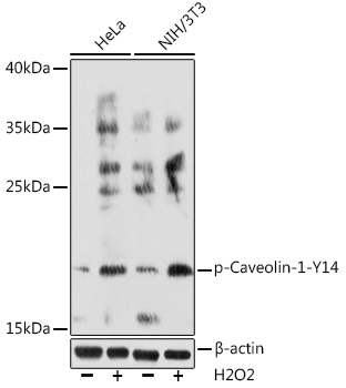 Phospho-Caveolin-1-Y14 Rabbit pAb