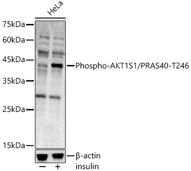 Phospho-AKT1S1/PRAS40-T246 Rabbit pAb