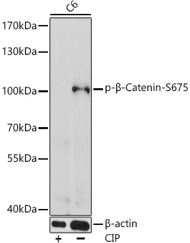 Phospho-β-Catenin-S675 Rabbit pAb