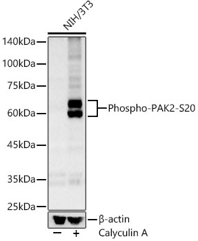 Phospho-PAK2-S20 Rabbit pAb