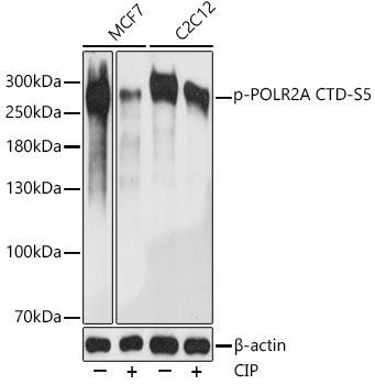 Phospho-POLR2A CTD-S5 Rabbit pAb