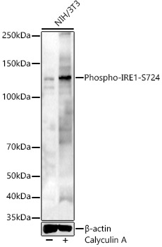 Phospho-IRE1-S724 Rabbit pAb