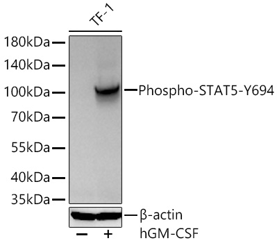 Phospho-STAT5-Y694 Rabbit pAb