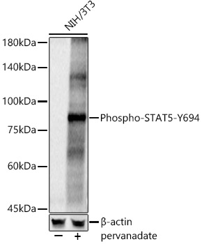 Phospho-STAT5-Y694 Rabbit pAb