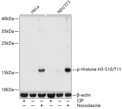 Phospho-Histone H3-S10/T11 Rabbit pAb