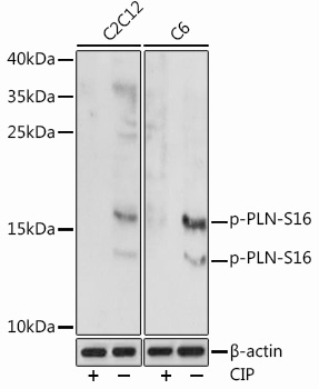 Phospho-PLN-S16 Rabbit pAb