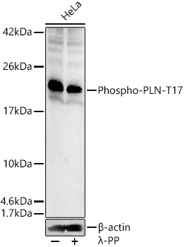 Phospho-PLN-T17 Rabbit pAb