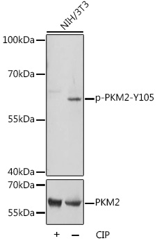 Phospho-PKM2-Y105 Rabbit pAb