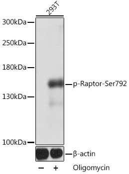 Phospho-Raptor-Ser792 Rabbit pAb