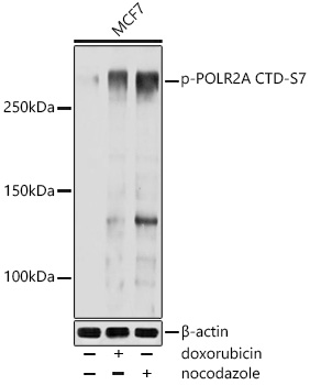 Phospho-POLR2A CTD-S7 Rabbit pAb