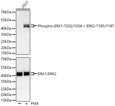 Phospho-ERK1-T202/Y204 + ERK2-T185/Y187 Rabbit mAb