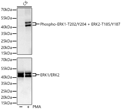 Phospho-ERK1-T202/Y204 + ERK2-T185/Y187 Rabbit mAb