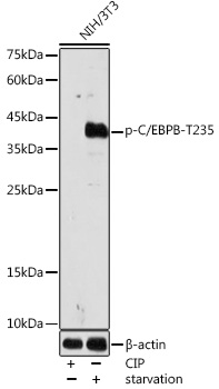 Phospho-C/EBPB-T235 Rabbit pAb