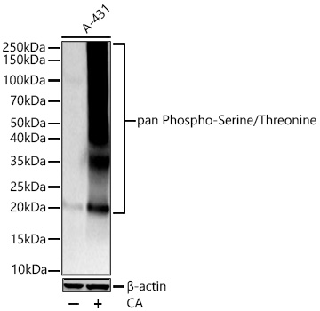 pan Phospho-Serine/Threonine Mouse mAb