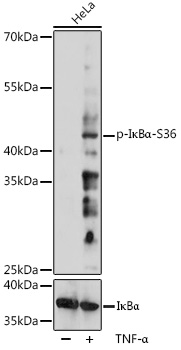 Phospho-IκBα-S36 Rabbit pAb