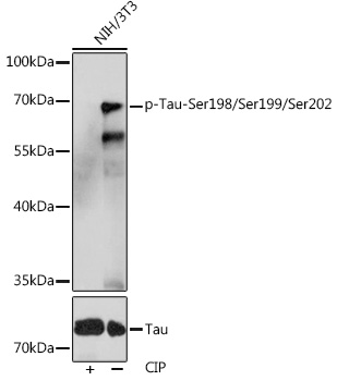 Phospho-Tau-Ser198/Ser199/Ser202 Rabbit pAb