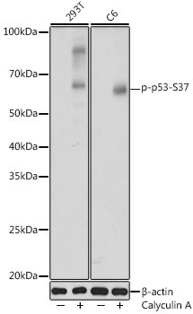 Phospho-p53-S37 Rabbit pAb