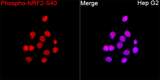 Phospho-NRF2-S40 Rabbit pAb