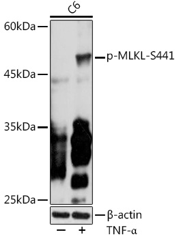 Phospho-MLKL-S441 Rabbit pAb