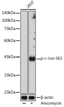 Phospho-c-Jun-S63 Rabbit pAb