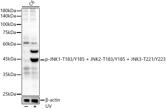 Phospho-JNK1-T183/Y185 + JNK2-T183/Y185 + JNK3-T221/Y223