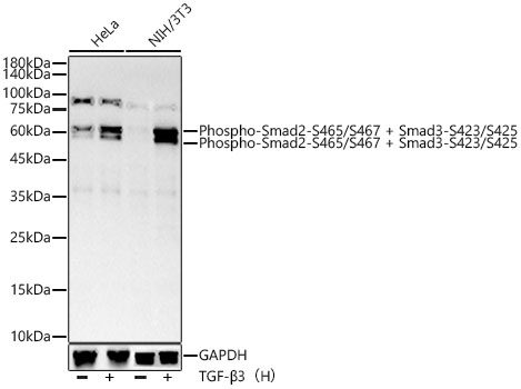 Phospho-Smad3-S423/S425 Rabbit pAb Phospho-Smad3-S423/S425 Rabbit pAb
