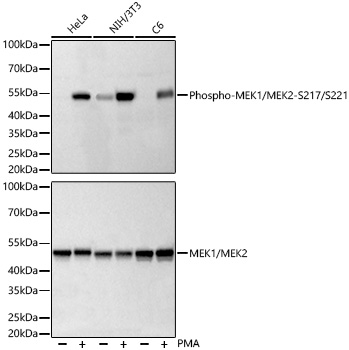 Phospho-MEK1/MEK2-S217/S221 Rabbit mAb