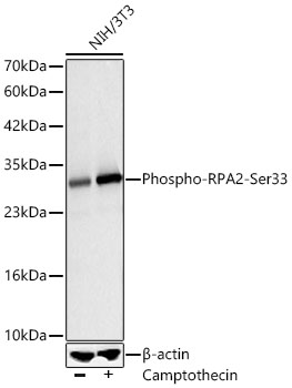 Phospho-RPA2-Ser33 Rabbit mAb