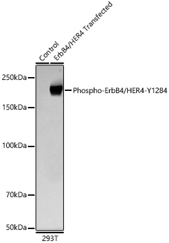 Phospho-ErbB4/HER4-Y1284 Rabbit mAb