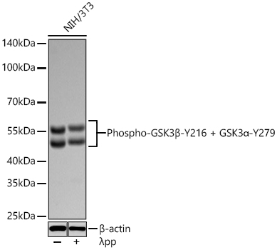 Phospho-GSK3β-Y216 + GSK3α-Y279 Rabbit mAb