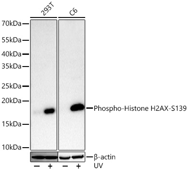 Phospho-Histone H2AX-S139 Rabbit mAb