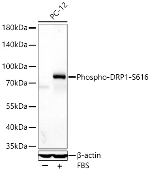 phospho dsip Delta Sleep-Inducing Peptide [DSIP] | 62568-57-4 main image 1