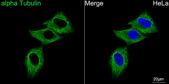 glutathione fluorescent antibody fitc goat anti-mouse IgG (H+L) Use with Flow cytometer. Fluorescein (FITC) Antibody (600-101-096) |