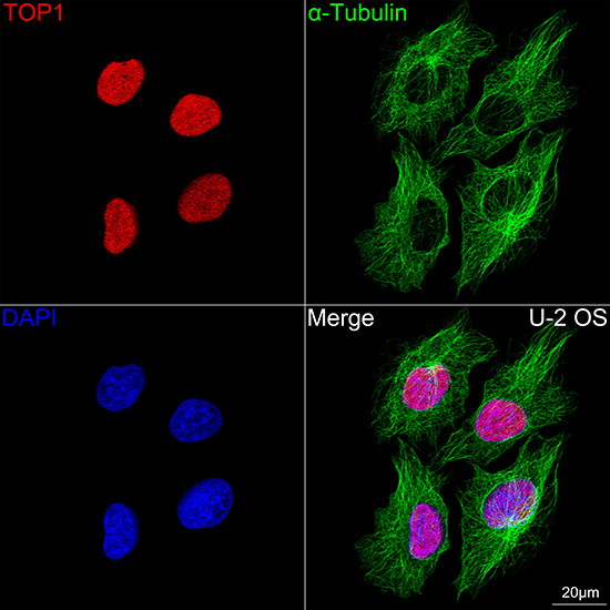 Cy3-conjugated Goat anti-Rabbit IgG (H+L)