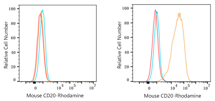 Rhodamine-conjugated Goat anti-Rat IgG (H+L)