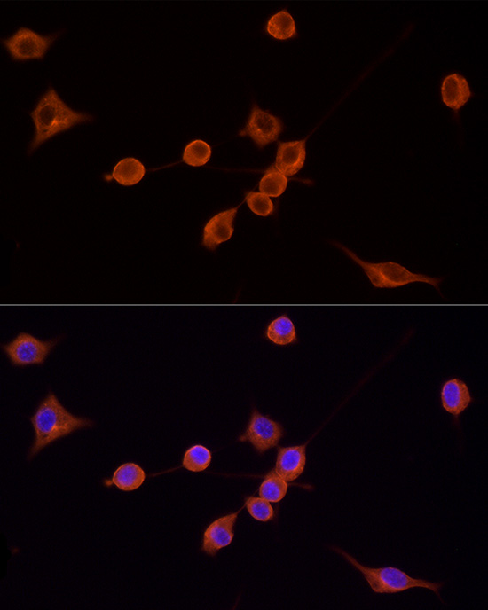 TRITC-conjugated Goat anti-Mouse IgG (H+L)