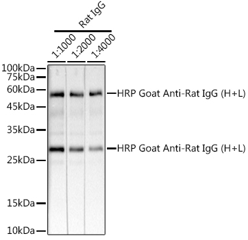 HRP-conjugated Goat anti-Rat IgG (H+L)